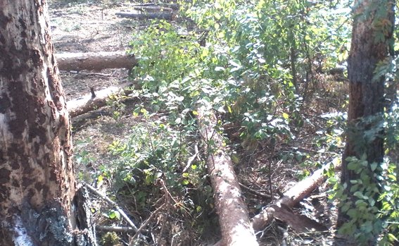 На Дубровиччині під час вирубки дерев загинув лісник (фото) - фото 1 На Дубровиччині під час вирубки дерев загинув лісник (фото) - фото 1