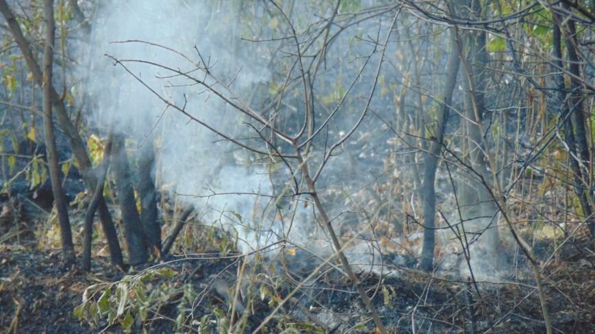 В Приморском парке Мариуполя у памятника морякам-десантникам выгоре... В Приморском парке Мариуполя у памятника морякам-десантникам выгорели зеленые насаждения (ФОТОФАКТ) (фото) - фото 1