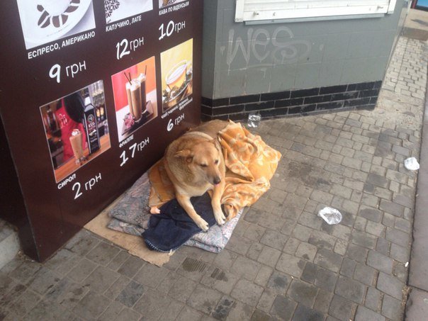 У Тернополі добрі люди облаштували собаці «хостел» під відкритим небом (фото) (фото) - фото 1