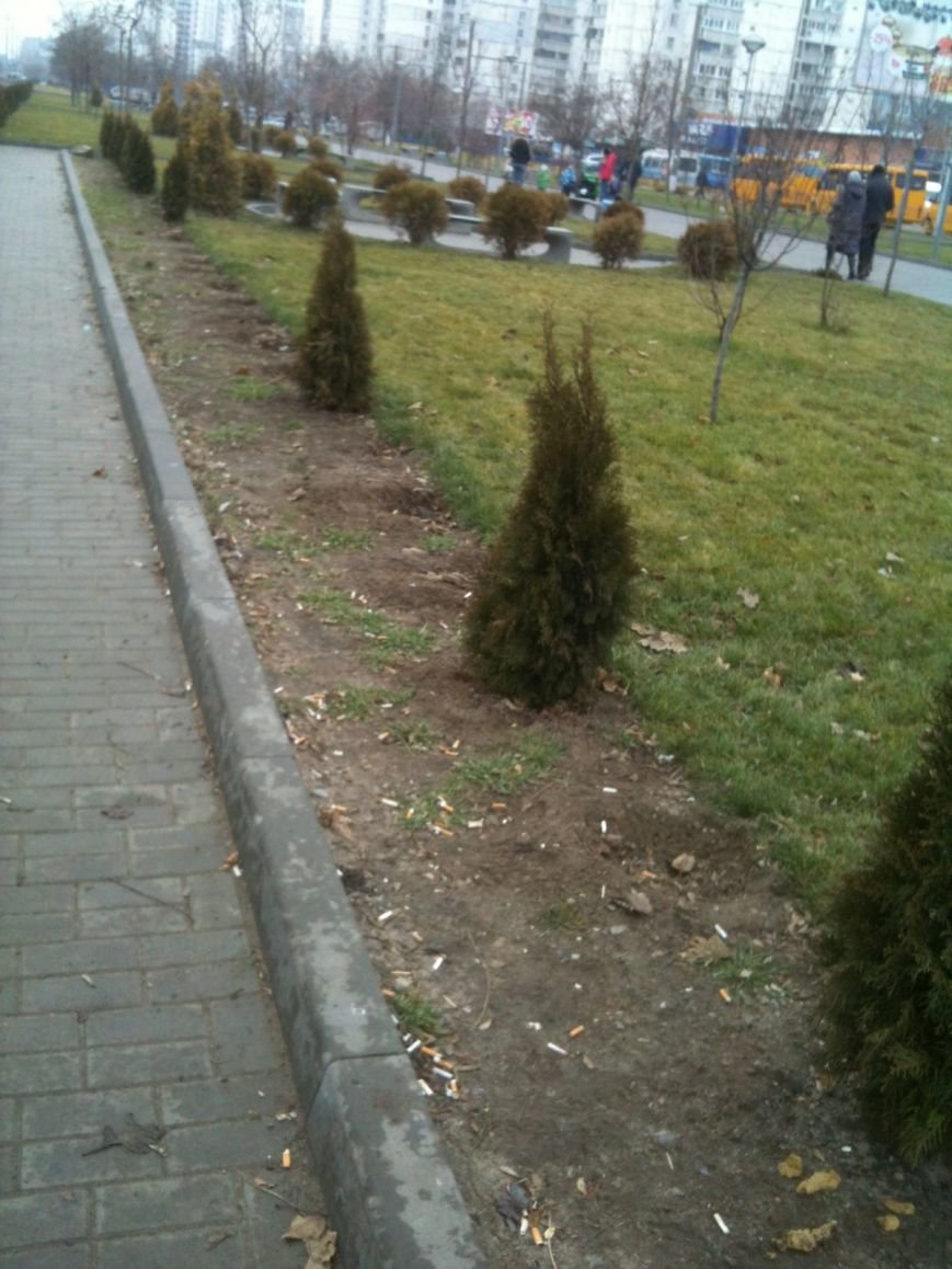 Беспредел: на пр. Мира в Днепропетровске неизвестные снова..., фото-5 Беспредел: на пр. Мира в Днепропетровске неизвестные снова украли зеленые насаждения (ФОТО), фото-5