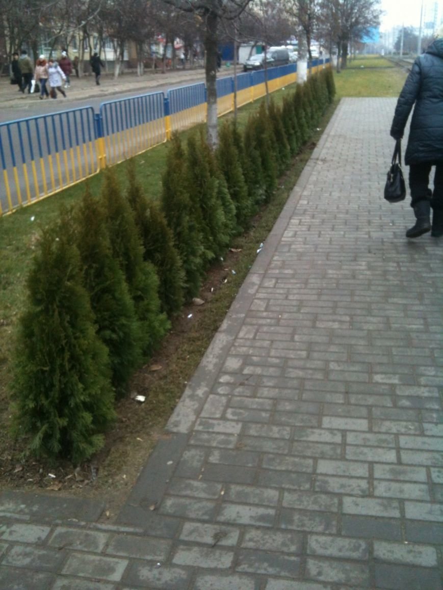 Беспредел: на пр. Мира в Днепропетровске неизвестные снова..., фото-6 Беспредел: на пр. Мира в Днепропетровске неизвестные снова украли зеленые насаждения (ФОТО), фото-6
