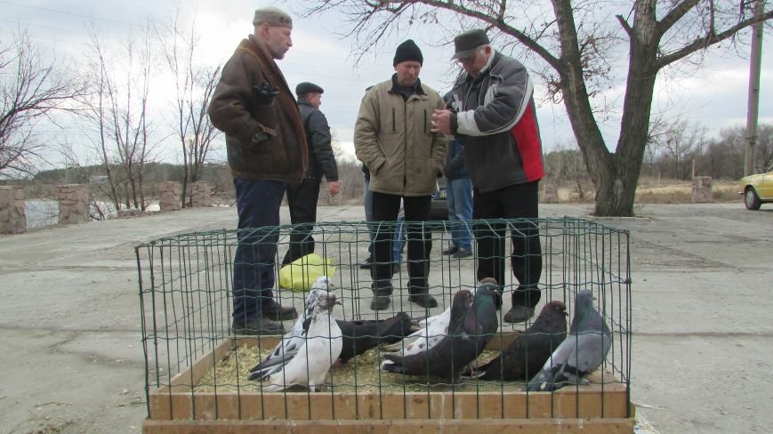 26 декабря в Северодонецке прошла выставка голубей (ФОТО), фото-2 26 декабря в Северодонецке прошла выставка голубей (ФОТО), фото-2