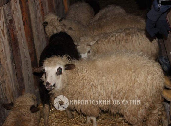 В Ужгороді вдруге пройшов живий вертеп (ФОТО) (фото) - фото 1 В Ужгороді вдруге пройшов живий вертеп (ФОТО) (фото) - фото 1
