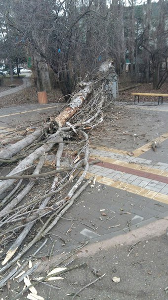В Симферополе сухое дерево упало на женщину с коляской, - очевидцы... В Симферополе сухое дерево упало на женщину с коляской, - очевидцы (ФОТО) (фото) - фото 1