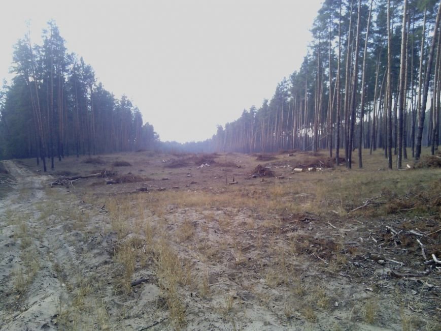 В Луганской области происходит масштабная вырубка леса (ФОТО) (фото... В Луганской области происходит масштабная вырубка леса (ФОТО) (фото) - фото 2