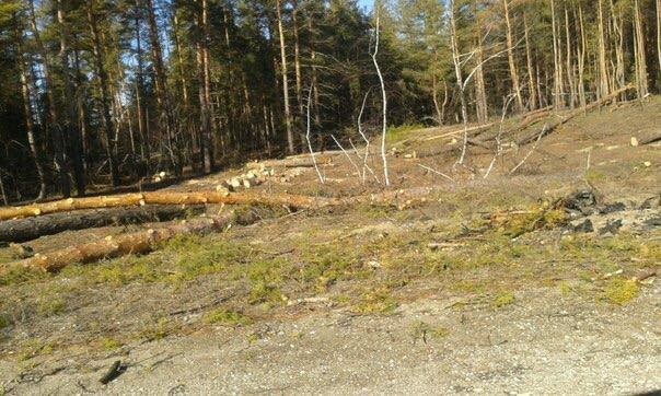 В Луганской области происходит масштабная вырубка леса (ФОТО) (фото... В Луганской области происходит масштабная вырубка леса (ФОТО) (фото) - фото 3