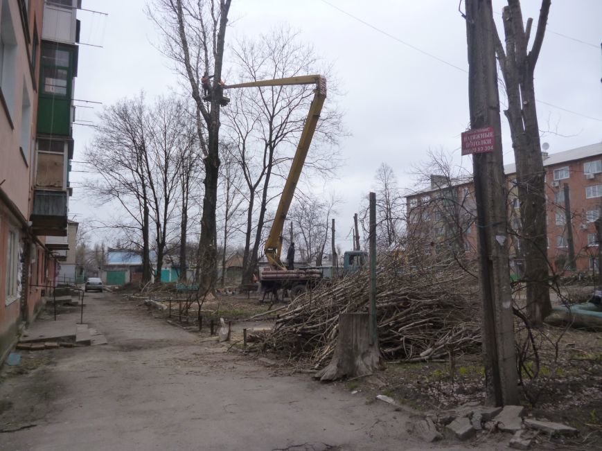 Безжалостная опиловка деревьев в Красноармейске продолжается (фото) - фото 3 Безжалостная опиловка деревьев в Красноармейске продолжается (фото) - фото 3