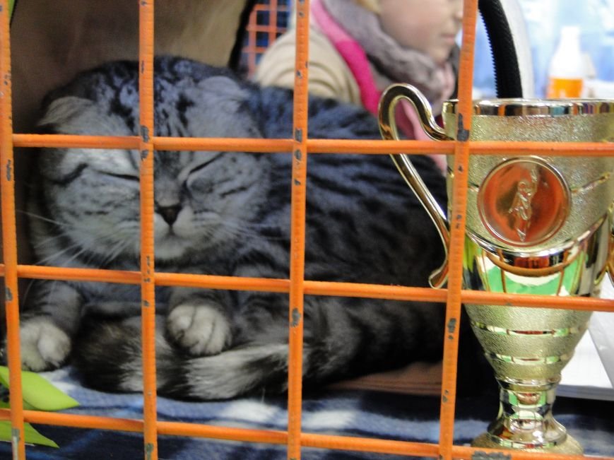 У Хмельницькому пройшла Міжнародна виставка котів (Фото) (фото) - фото 1