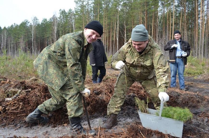 дерево4 дерево4