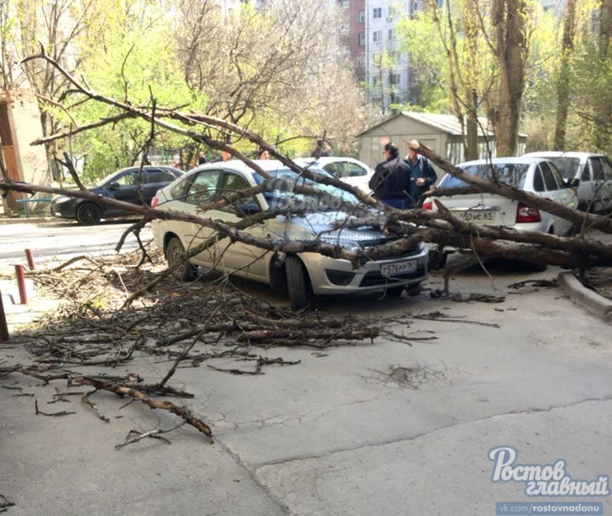 В Ростове на Северном дерево упало на припаркованную машину (фото) - фото 1 В Ростове на Северном дерево упало на припаркованную машину (фото) - фото 1