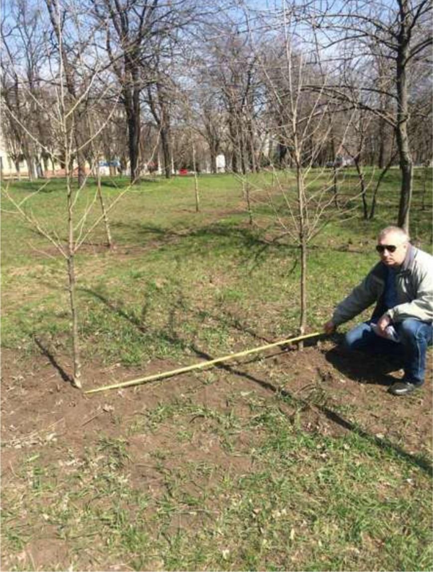 ДК «Молодежный» закупил платаны по цене, в 2 раза выше рыночной (ФО... ДК «Молодежный» закупил платаны по цене, в 2 раза выше рыночной (ФОТО) (фото) - фото 5