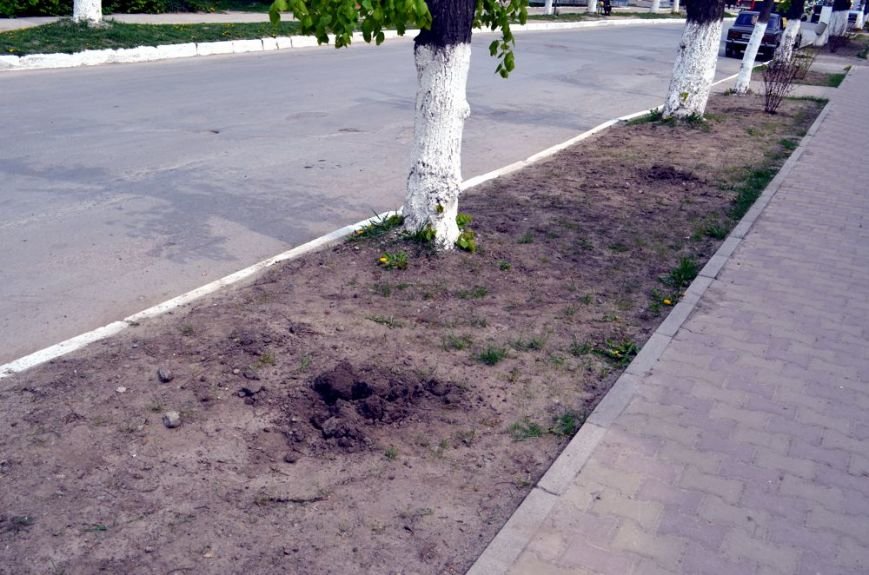 Ще в одному райцентрі Хмельниччини покрали декоративні кущі (Фото)... Ще в одному райцентрі Хмельниччини покрали декоративні кущі (Фото) (фото) - фото 2
