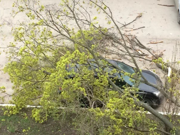 В Саратове дерево упало на автомобиль., фото-1 В Саратове дерево упало на автомобиль., фото-1