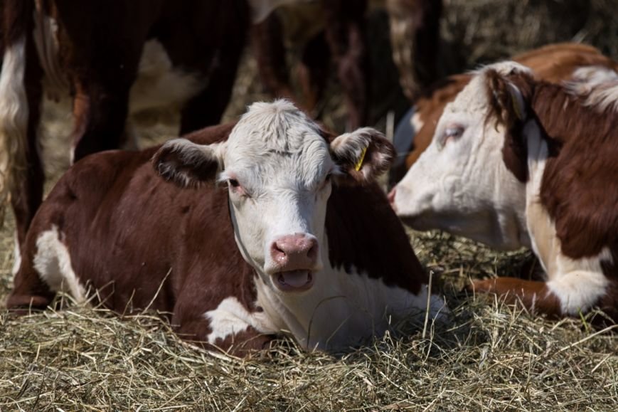 Животноводство сахалинской области. Совхоз «алексеевский» в уфимском районе башкирии. Совхоз животные. Республика карелия сельское хозяйство. Молочная ферма на 1000 дойных коров.