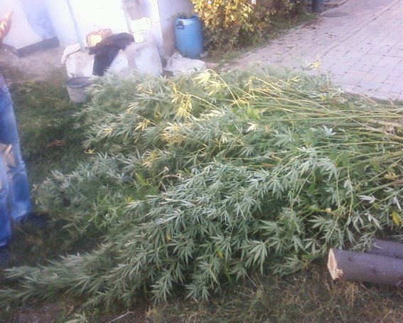 В Вознесенске полицейские изъяли 80 килограммов наркотиков..., фото-1 В Вознесенске полицейские изъяли 80 килограммов наркотиков (ФОТО), фото-1