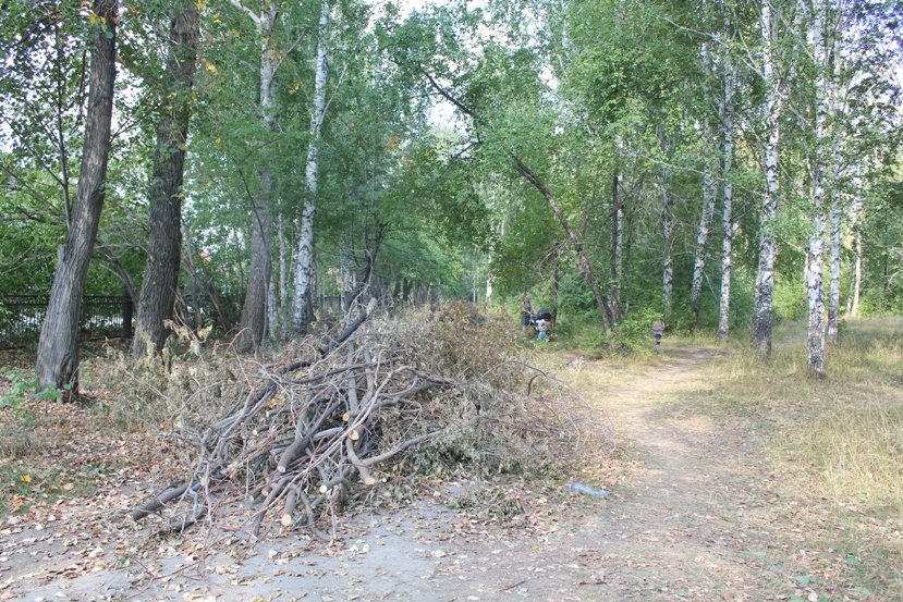 парк_ветки-03 парк_ветки-03