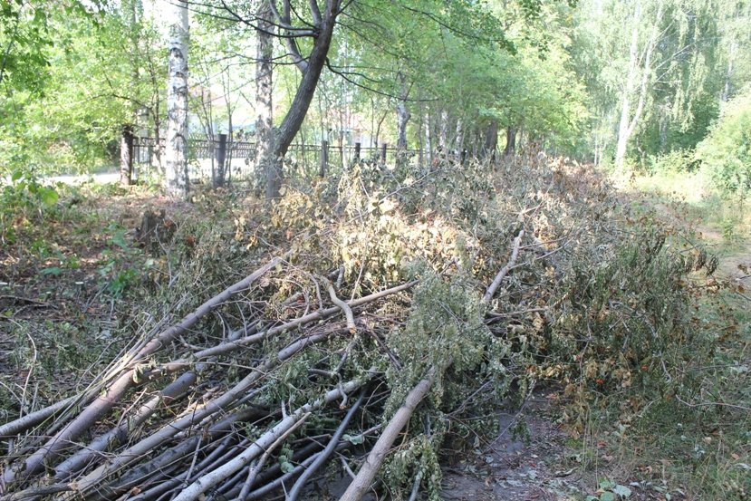 парк_ветки-02 парк_ветки-02