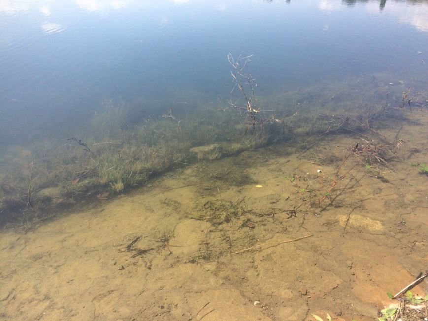 Старое озеро в Кисловодске наполнили водой, фото-2