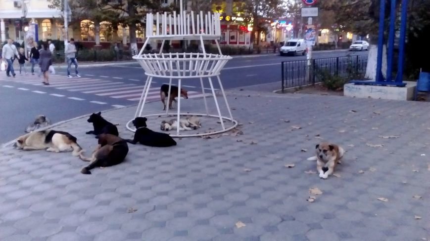 Ещё раз о проблеме бродячих животных в Черноморске (фото), фото-1 Ещё раз о проблеме бродячих животных в Черноморске (фото), фото-1