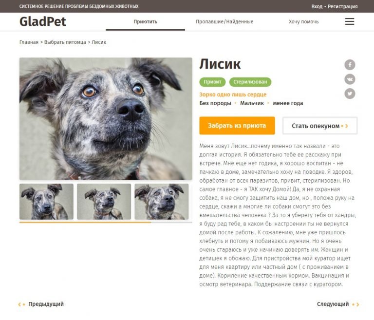 В Одессе запустили сайт, помогающий найти дом животным из п..., фото-2 В Одессе запустили сайт, помогающий найти дом животным из приютов, фото-2