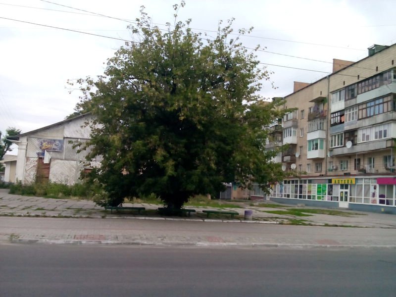 ярослава мудрого ярослава мудрого