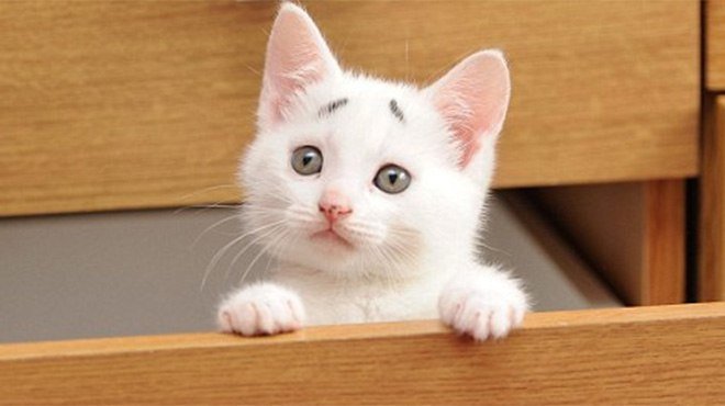 кот1 кот1