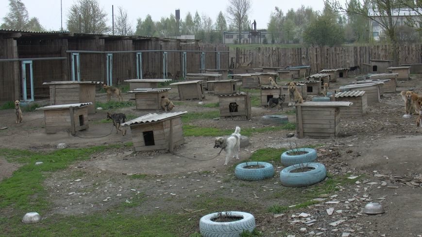 Проблеми функціонування притулку для бездомних тварин у Нов..., фото-1 Проблеми функціонування притулку для бездомних тварин у Новограді-Волинському (ВІДЕО), фото-1