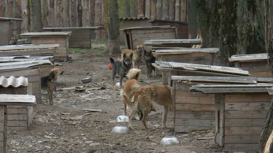 Проблеми функціонування притулку для бездомних тварин у Нов..., фото-4 Проблеми функціонування притулку для бездомних тварин у Новограді-Волинському (ВІДЕО), фото-4