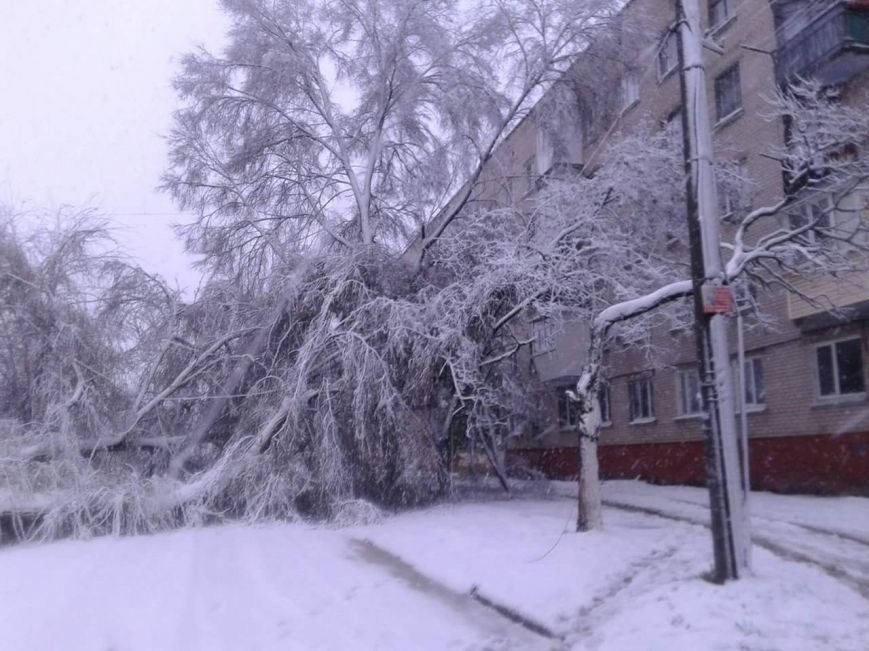 Новомосковск 0569 дерево Новомосковск 0569 дерево