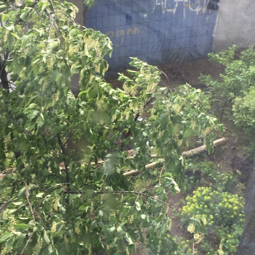 Ураган наломал дров в Ульяновске. ФОТО, фото-6