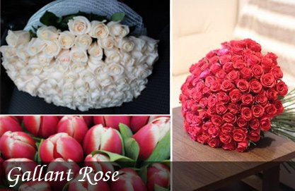 Gallant-Rose (1) Gallant-Rose (1)
