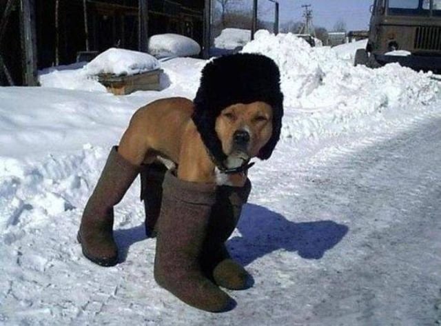 К зиме готов! К зиме готов!