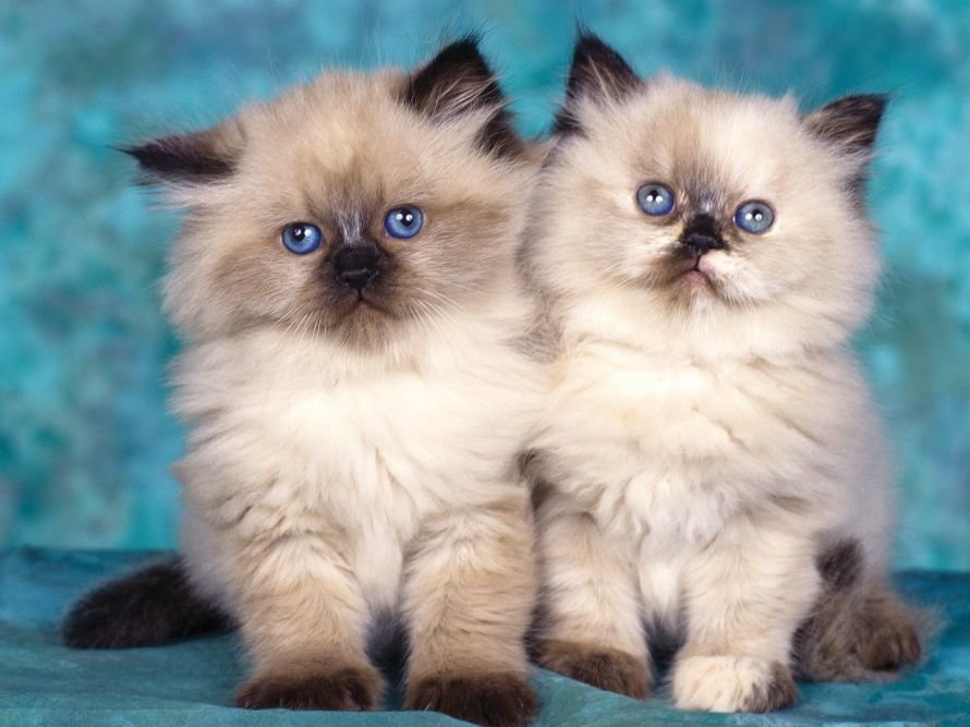 Cats083